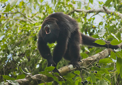 Kevin Schafer's photo of Howler Monkey